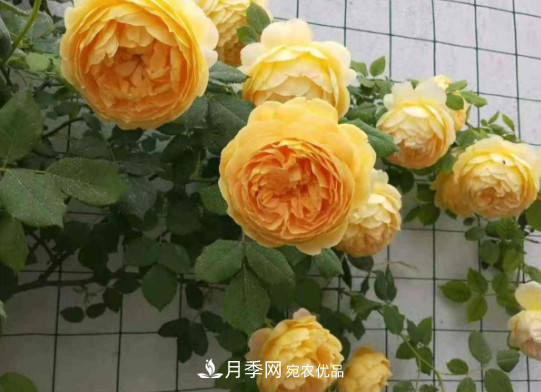 月季品種推薦，性?xún)r(jià)比超高，收藏起來(lái)**有用(圖6)