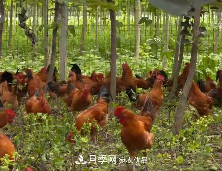 河南商丘男子種苗木，半年營業(yè)額達3000萬(圖11)