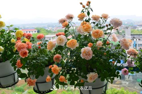 8月養(yǎng)月季花，做好4件事，不愁秋天沒花賞(圖2)