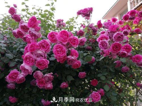8月養(yǎng)月季花，做好4件事，不愁秋天沒花賞(圖3)