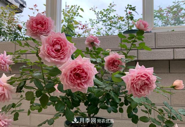 月季花順利凋謝，我修剪的月季株形怎么樣？(圖1)