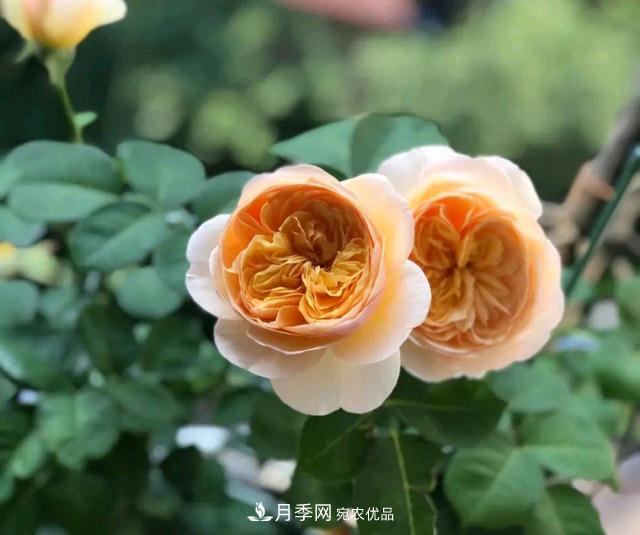 月季花順利凋謝，我修剪的月季株形怎么樣？(圖3)