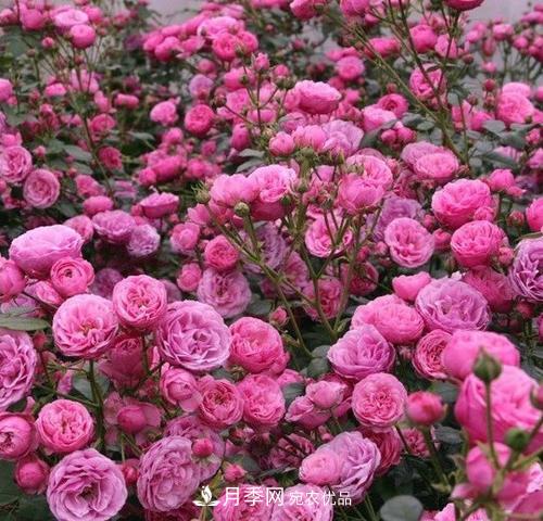 5種勤花月季，開(kāi)花一茬接一茬，花量大還抗病，值得擁有！(圖2)