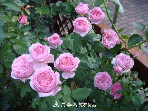 5種勤花月季，開(kāi)花一茬接一茬，花量大還抗病，值得擁有！(圖3)