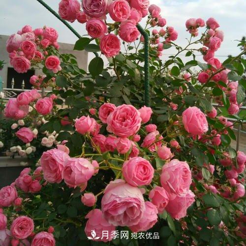 5種勤花月季，開(kāi)花一茬接一茬，花量大還抗病，值得擁有！(圖1)