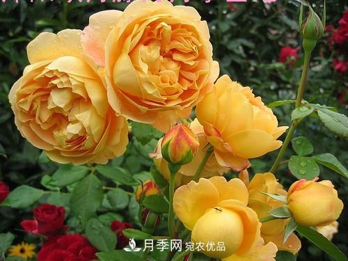 5種勤花月季，開(kāi)花一茬接一茬，花量大還抗病，值得擁有！(圖6)