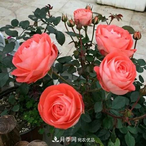5種勤花月季，開(kāi)花一茬接一茬，花量大還抗病，值得擁有！(圖5)