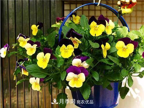 陽臺(tái)再小，也要養(yǎng)4種花，種一次年年有花賞，花期群花爭艷！(圖2)