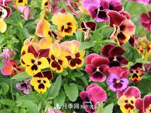 陽臺(tái)再小，也要養(yǎng)4種花，種一次年年有花賞，花期群花爭艷！(圖1)
