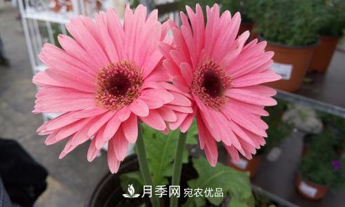 陽臺(tái)再小，也要養(yǎng)4種花，種一次年年有花賞，花期群花爭艷！(圖5)