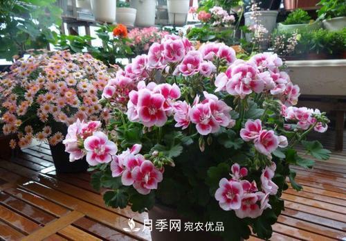 陽臺(tái)再小，也要養(yǎng)4種花，種一次年年有花賞，花期群花爭艷！(圖3)