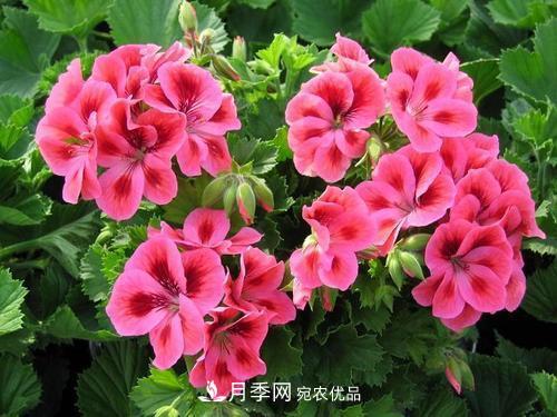 陽臺(tái)再小，也要養(yǎng)4種花，種一次年年有花賞，花期群花爭艷！(圖4)
