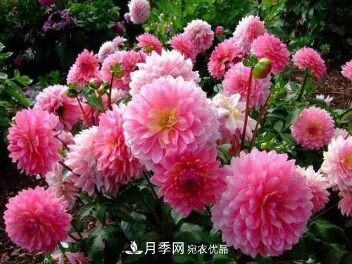 陽臺(tái)再小，也要養(yǎng)4種花，種一次年年有花賞，花期群花爭艷！(圖6)