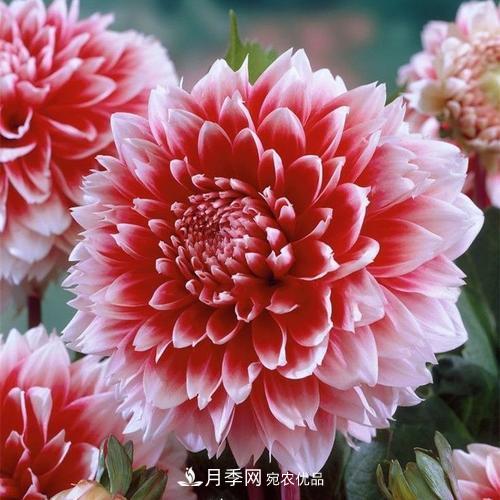陽臺(tái)再小，也要養(yǎng)4種花，種一次年年有花賞，花期群花爭艷！(圖7)