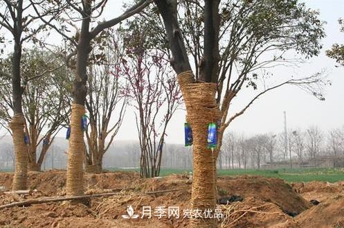 立秋后大樹移栽的第二個(gè)黃金時(shí)期馬上到，苗木措施抓緊做起來(lái)(圖1)