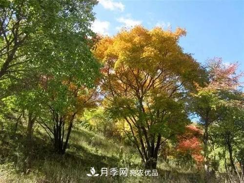精品叢生苗木，未來發(fā)展?jié)摿Υ?圖1)