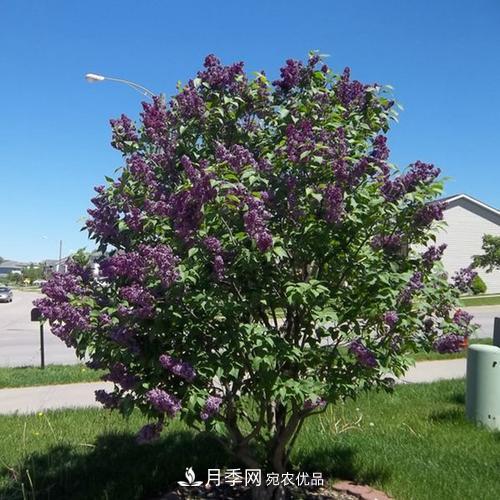 精品叢生苗木，未來發(fā)展?jié)摿Υ?圖3)