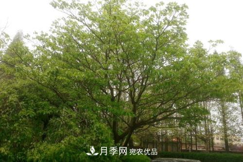 精品叢生苗木，未來發(fā)展?jié)摿Υ?圖5)