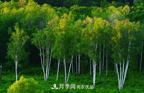精品叢生苗木，未來發(fā)展?jié)摿Υ?圖4)