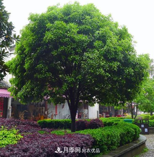 精品叢生苗木，未來發(fā)展?jié)摿Υ?圖2)