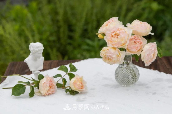 「直播預(yù)告」聽天狼細說月季的現(xiàn)在與未來(圖3)