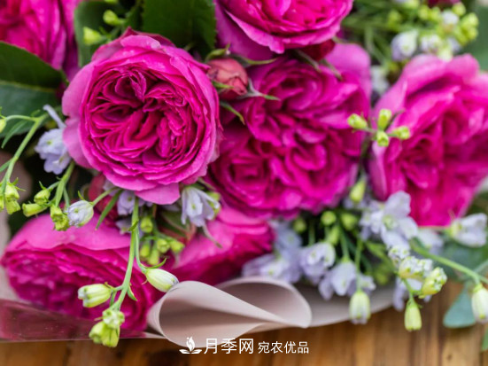 「直播預(yù)告」聽天狼細說月季的現(xiàn)在與未來(圖4)