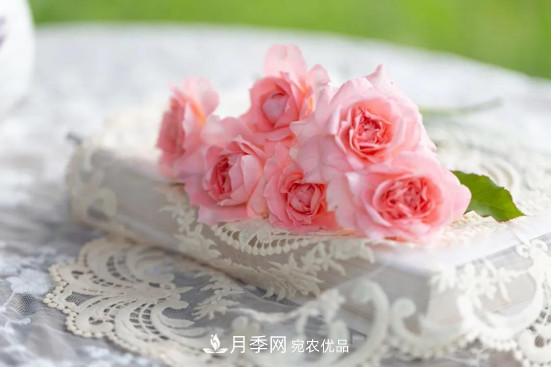 「直播預(yù)告」聽天狼細說月季的現(xiàn)在與未來(圖5)