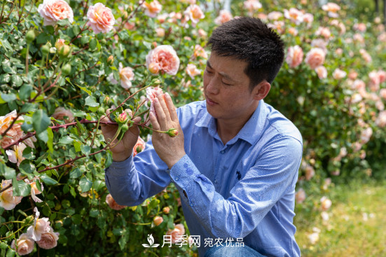 「直播預(yù)告」聽天狼細說月季的現(xiàn)在與未來(圖6)