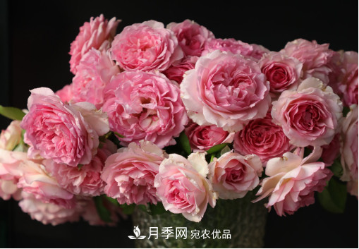 「直播預(yù)告」聽天狼細說月季的現(xiàn)在與未來(圖7)