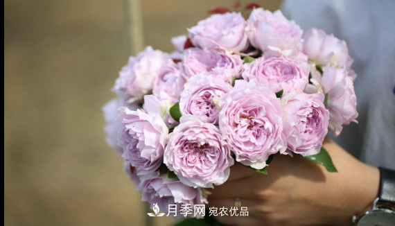 「直播預(yù)告」聽天狼細說月季的現(xiàn)在與未來(圖11)