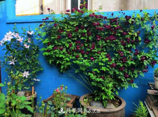 「直播預(yù)告」聽天狼細說月季的現(xiàn)在與未來(圖10)