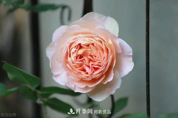 南方地區(qū)為什么養(yǎng)不好藤本月季？3個原因，各個都很“致命”(圖2)