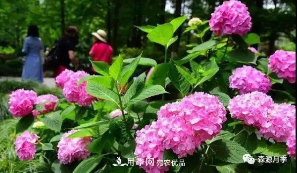 月季天冷后怎么養(yǎng)？月季花能開爆盆嗎？具體怎么養(yǎng)護呢？(圖2)