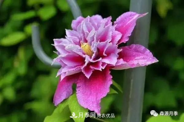 月季天冷后怎么養(yǎng)？月季花能開爆盆嗎？具體怎么養(yǎng)護呢？(圖3)