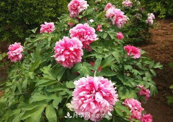 3種花，分別是花中之王、花中之相、花中皇后，哪種才***美的花(圖1)