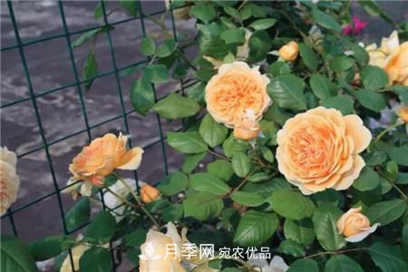 夏天亂澆水，月季多肉…澆一盆死一盆！(圖1)