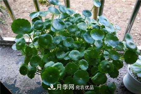 夏天亂澆水，月季多肉…澆一盆死一盆！(圖4)