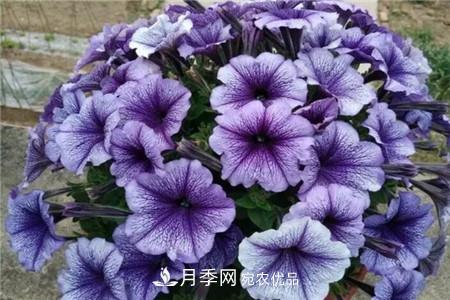 夏天亂澆水，月季多肉…澆一盆死一盆！(圖7)