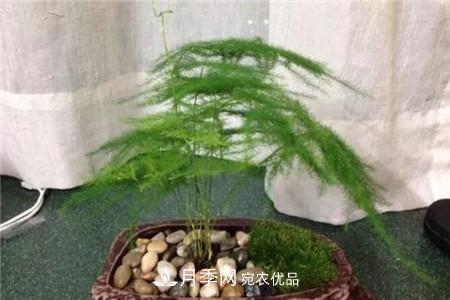 夏天亂澆水，月季多肉…澆一盆死一盆！(圖8)