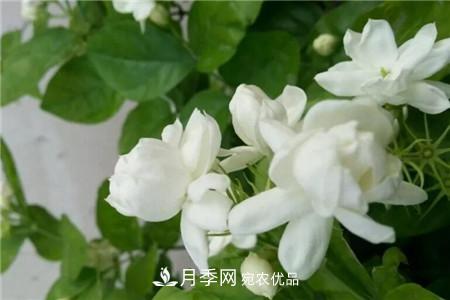 夏天亂澆水，月季多肉…澆一盆死一盆！(圖6)