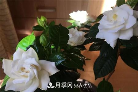 夏天亂澆水，月季多肉…澆一盆死一盆！(圖2)