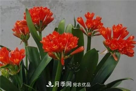 夏天亂澆水，月季多肉…澆一盆死一盆！(圖5)