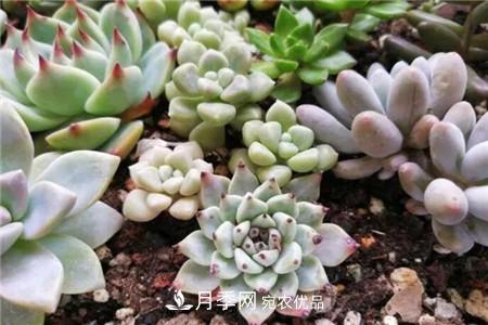 夏天亂澆水，月季多肉…澆一盆死一盆！(圖3)