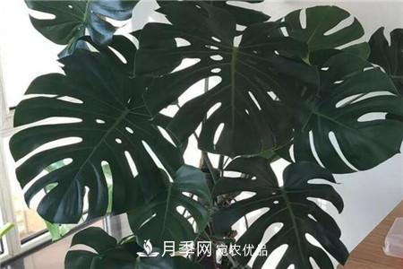 夏天亂澆水，月季多肉…澆一盆死一盆！(圖12)