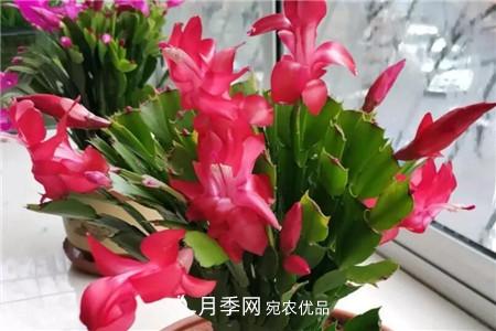 夏天亂澆水，月季多肉…澆一盆死一盆！(圖11)