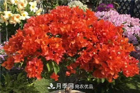 夏天亂澆水，月季多肉…澆一盆死一盆！(圖10)