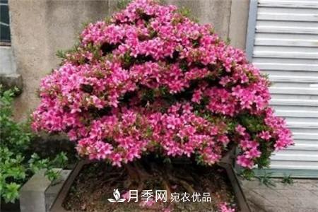 夏天亂澆水，月季多肉…澆一盆死一盆！(圖9)