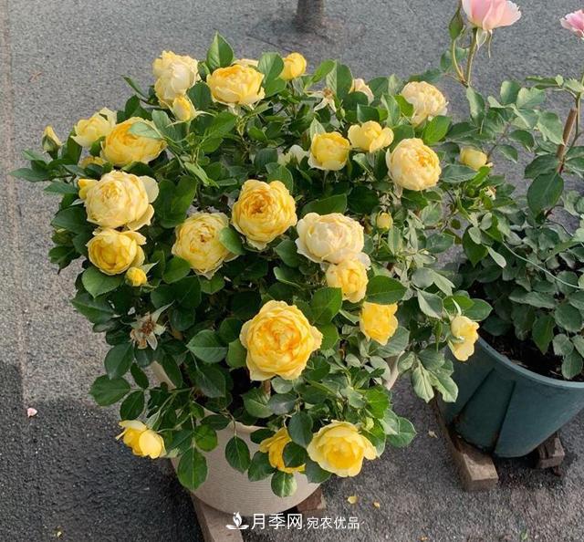 想要月季秋天爆花？9月養(yǎng)護(hù)很關(guān)鍵！做好這3點一盆開出幾十朵花(圖1)
