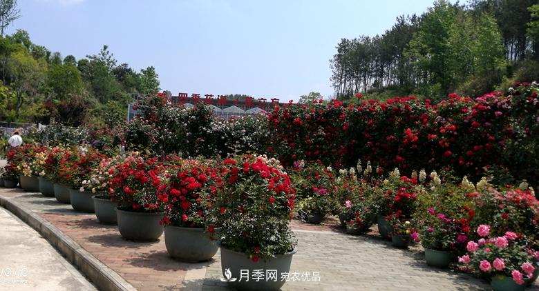 拱門造型月季浪漫穿行，花開花落歲月靜好(圖6)
