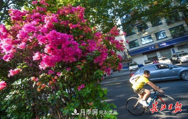 湖北武漢百萬株月季“理發(fā)”，國慶節(jié)前將綻放街頭(圖6)
